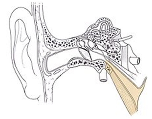 Osteopatia E Orl